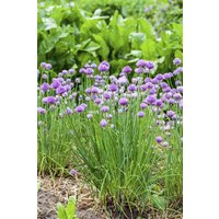 Kategorie <b>Produkt nicht gewünscht </b> - Allium schoenoprasum ca. 9x9 cm Topf (Wuchs jahreszeitlich)