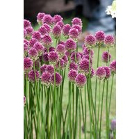 Kategorie <b>Stauden </b> - Allium sphaerocephalon ca. 9x9 cm Topf (Wuchs jahreszeitlich)