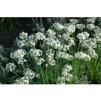 Kategorie <b>Produkt nicht gewünscht </b> - Allium tuberosum ca. 9x9 cm Topf (Wuchs jahreszeitlich)