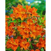 Kategorie <b>Produkt nicht gewünscht </b> - Alstroemeria aurea 'Orange King' ca. 11x11 cm Topf (Wuchs jahreszeitlich)