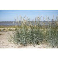 Kategorie <b>Gräser </b> - Ammophila breviligulata ca. 9x9 cm Topf (Wuchs jahreszeitlich)