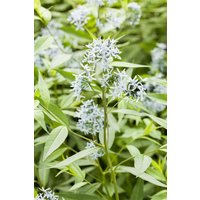 Kategorie <b>Produkt nicht gewünscht </b> - Amsonia tabernaemontana ca. 9x9 cm Topf (Wuchs jahreszeitlich)