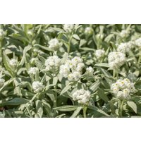 Kategorie <b>Produkt nicht gewünscht </b> - Anaphalis margaritacea ca. 9x9 cm Topf (Wuchs jahreszeitlich)