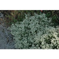 Kategorie <b>Produkt nicht gewünscht </b> - Anaphalis triplinervis 'Sommerschnee' ca. 9x9 cm Topf (Wuchs jahreszeitlich)