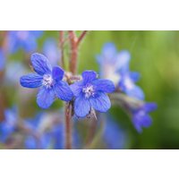 Kategorie <b>Produkt nicht gewünscht </b> - Anchusa azurea ca. 11x11 cm Topf (Wuchs jahreszeitlich)