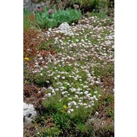 Kategorie <b>Stauden </b> - Androsace septentrionalis 'Star Dust' ca. 9x9 cm Topf (Wuchs jahreszeitlich)