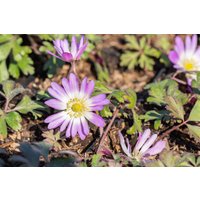 Kategorie <b>Stauden </b> - Anemone blanda 'Charmer' ca. 9x9 cm Topf (Wuchs jahreszeitlich)