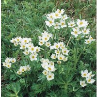Kategorie <b>Produkt nicht gewünscht </b> - Anemone canadensis ca. 9x9 cm Topf (Wuchs jahreszeitlich)
