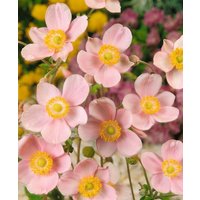 Kategorie <b>Stauden </b> - Anemone hupehensis 'Ouvertüre' ca. 9x9 cm Topf (Wuchs jahreszeitlich)