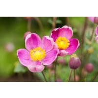 Kategorie <b>Stauden </b> - Anemone hupehensis 'Praecox' 2-3 Liter Container (Wuchs jahreszeitlich)