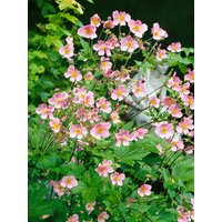 Kategorie <b>Stauden </b> - Anemone hupehensis 'Splendens' ca. 9x9 cm Topf (Wuchs jahreszeitlich)