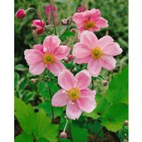 Kategorie <b>Stauden </b> - Anemone japonica 'Königin Charlotte' ca. 9x9 cm Topf (Wuchs jahreszeitlich)