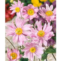 Kategorie <b>Stauden </b> - Anemone japonica 'Mont Rose' ca. 9x9 cm Topf (Wuchs jahreszeitlich)