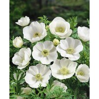 Kategorie <b>Produkt nicht gewünscht </b> - Anemone leveillei ca. 9x9 cm Topf (Wuchs jahreszeitlich)