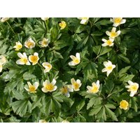 Kategorie <b>Stauden </b> - Anemone nemorosa ca. 9x9 cm Topf (Wuchs jahreszeitlich)