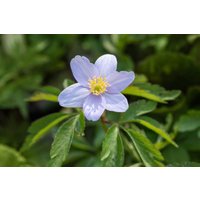 Kategorie <b>Stauden </b> - Anemone nemorosa 'Robinsoniana' ca. 9x9 cm Topf (Wuchs jahreszeitlich)