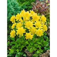 Kategorie <b>Stauden </b> - Anemone palmata ca. 9x9 cm Topf (Wuchs jahreszeitlich)