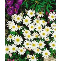 Kategorie <b>Stauden </b> - Anemone rivularis ca. 9x9 cm Topf (Wuchs jahreszeitlich)