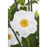 Kategorie <b>Stauden </b> - Anemone sylvestris ca. 9x9 cm Topf (Wuchs jahreszeitlich)