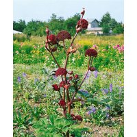 Kategorie <b>Produkt nicht gewünscht </b> - Angelica archangelica ca. 11x11 cm Topf (Wuchs jahreszeitlich)