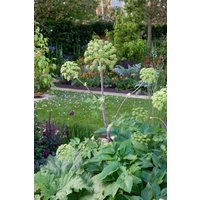 Kategorie <b>Produkt nicht gewünscht </b> - Angelica sylvestris ca. 11x11 cm Topf (Wuchs jahreszeitlich)