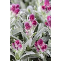 Kategorie <b>Stauden </b> - Antennaria dioica 'Rubra' ca. 9x9 cm Topf (Wuchs jahreszeitlich)