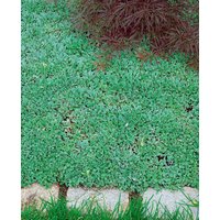 Kategorie <b>Stauden </b> - Antennaria dioica var.borealis ca. 9x9 cm Topf (Wuchs jahreszeitlich)