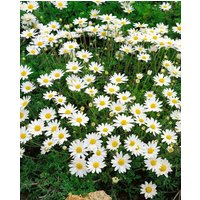 Kategorie <b>Stauden </b> - Anthemis carpatica 'Karpatenschnee' ca. 9x9 cm Topf (Wuchs jahreszeitlich)