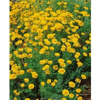 Kategorie <b>Produkt nicht gewünscht </b> - Anthemis tinctoria 'Kelwayi' ca. 9x9 cm Topf (Wuchs jahreszeitlich)