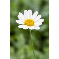 Kategorie <b>Produkt nicht gewünscht </b> - Anthemis tinctoria 'Sauce Hollandaise' ca. 9x9 cm Topf (Wuchs jahreszeitlich)