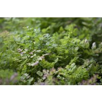 Kategorie <b>Stauden </b> - Anthriscus cerefolium ca. 9x9 cm Topf (Wuchs jahreszeitlich)