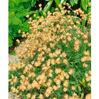 Kategorie <b>Produkt nicht gewünscht </b> - Anthyllis vulneraria ca. 9x9 cm Topf (Wuchs jahreszeitlich)