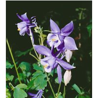 Kategorie <b>Stauden </b> - Aquilegia alpina ca. 9x9 cm Topf (Wuchs jahreszeitlich)