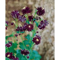 Kategorie <b>Stauden </b> - Aquilegia atrata ca. 9x9 cm Topf (Wuchs jahreszeitlich)