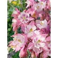 Kategorie <b>Stauden </b> - Aquilegia caerulea 'Biedermeier' ca. 9x9 cm Topf (Wuchs jahreszeitlich)