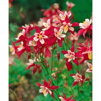Kategorie <b>Stauden </b> - Aquilegia caerulea 'Red Hobbit' ca. 9x9 cm Topf (Wuchs jahreszeitlich)