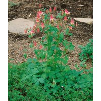 Kategorie <b>Stauden </b> - Aquilegia canadensis ca. 9x9 cm Topf (Wuchs jahreszeitlich)