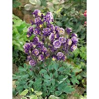 Stauden - Aquilegia vulgaris 'Winky Blau-Weiß' ca. 9x9 cm Topf (Wuchs jahreszeitlich)
