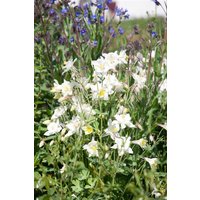 Kategorie <b>Stauden </b> - Aquilegia vulgaris 'Winky Weiß-Weiß' ca. 9x9 cm Topf (Wuchs jahreszeitlich)