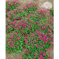 Kategorie <b>Stauden </b> - Arabis caucasica 'Pinkie' ca. 9x9 cm Topf (Wuchs jahreszeitlich)