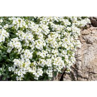 Kategorie <b>Stauden </b> - Arabis caucasica 'Schneeball' ca. 9x9 cm Topf (Wuchs jahreszeitlich)