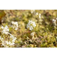 Kategorie <b>Stauden </b> - Arabis ferdinandi-coburgii 'Old Gold' ca. 9x9 cm Topf (Wuchs jahreszeitlich)