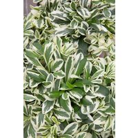 Kategorie <b>Stauden </b> - Arabis ferdinandi-coburgii 'Variegata' ca. 9x9 cm Topf (Wuchs jahreszeitlich)