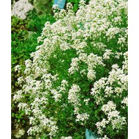 Kategorie <b>Stauden </b> - Arabis procurrens 'Neuschnee' ca. 9x9 cm Topf (Wuchs jahreszeitlich)