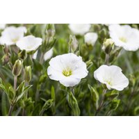 Kategorie <b>Stauden </b> - Arenaria montana ca. 9x9 cm Topf (Wuchs jahreszeitlich)