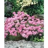 Kategorie <b>Stauden </b> - Armeria juniperifolia ca. 9x9 cm Topf (Wuchs jahreszeitlich)