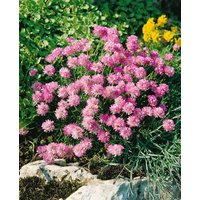 Kategorie <b>Stauden </b> - Armeria juniperifolia 'Röschen' ca. 9x9 cm Topf (Wuchs jahreszeitlich)