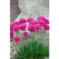 Kategorie <b>Stauden </b> - Armeria maritima 'Düsseldorfer Stolz' ca. 9x9 cm Topf (Wuchs jahreszeitlich)
