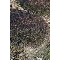 Kategorie <b>Stauden </b> - Armeria maritima 'Vesuv' ca. 9x9 cm Topf (Wuchs jahreszeitlich)