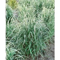 Kategorie <b>Produkt nicht gewünscht </b> - Arrhenatherum elat.ssp.bulb.'Variegatum' ca. 9x9 cm Topf (Wuchs jahreszeitlich)